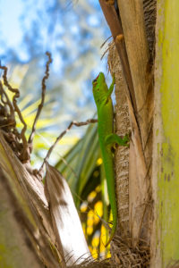 Madagaskar-Taggecko (Phelsuma madagascariensis), Sakalava Strand, Oronjia Nationalpark, Antsiranana, Diego Suarez, Gemeinde Ramena, Madagaskar, Afrika, Indischer Ozean Madagaskar-Taggecko (Phelsuma madagascariensis), Sakalava Strand, Oronjia Nationalpark, Antsiranana, Diego Suarez, Gemeinde Ramena, Madagaskar, Afrika, Indischer Ozean